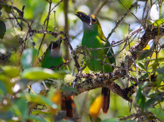 Emerald Toucanet (Aulacorhynchus prasinus) in middle of the forest