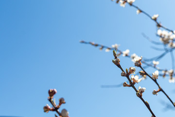 Beautiful floral concept of spring, nature. Branches of a blossoming apricot macro with soft focus on a background of a gentle blue sky. Nature wakes up. For easter and spring cards.