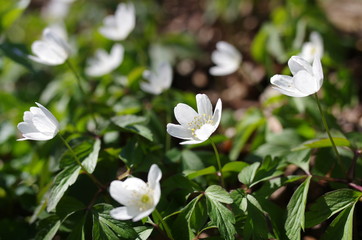 buschwindr&ouml;schen anemone nemorosa