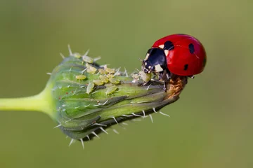 Foto op Plexiglas ladybug is eating aphids © mehmetkrc
