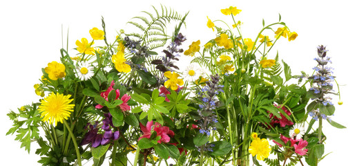 Wild meadow flowers panorama isoladet on white background