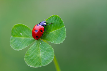 ladybug on three leaf clover - obrazy, fototapety, plakaty