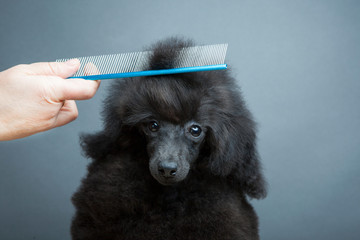 image of dog hairbrush hand