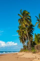 coqueiros na preia tropical