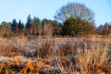 Frosty sunny day at Chailey Nature reserve in East Sussex