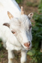 Goat. Portrait of a goat on a farm. Beautiful young goat close-up, selective focus. Low depth of field. 
