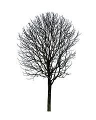 Dead tree isolated on white background. This has clipping path.