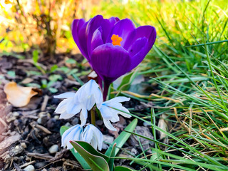 Violette Krokus Blüten und Schneeglöcken, Schönheit der Wildblumen, blühen im Frühling