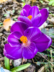 Violette Krokus Blüten, Schönheit der Wildblumen, blühen im Frühling