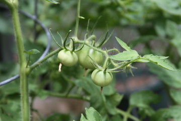 Tomatoes on the vine