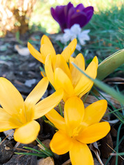 Gelbe Krokus Blüten, Schönheit der Wildblumen, blühen im Frühling