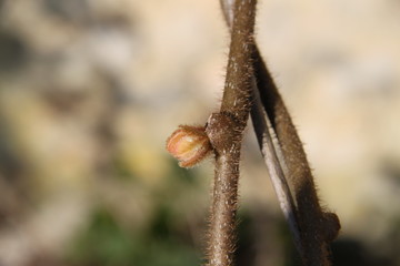 Fototapeta premium Kiwifruit bud branch and leaves during springtime