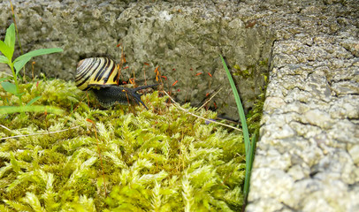 Common yellow  Snail woth black stripes on the green moss with stone background.  Close up,  side view.