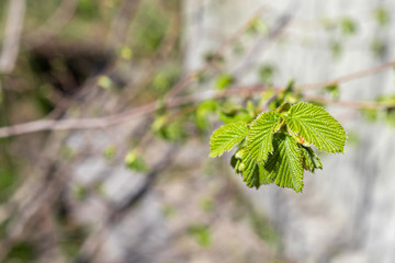 Beautiful floral concept of spring, nature. Branches of a blossoming apricot macro with soft focus on a background of a gentle blue sky. Nature wakes up. For easter and spring cards.