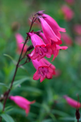 Fototapeta premium Pink Penstemon flowering in autumn in East Grinstead