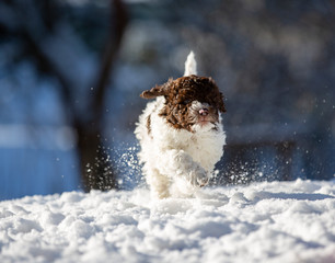 Puppy dog enjoying the snow outdoors. The dog breed is lagotto romagnolo also known as the Italian waterdog.