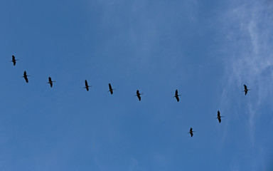 A migrating flock of cranes flying high in sky in spring