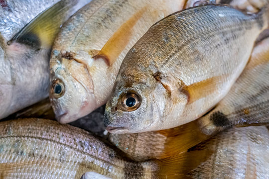 Fresh fish in market Tavira, Algarve, Portugal