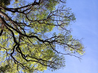 Under the big tree