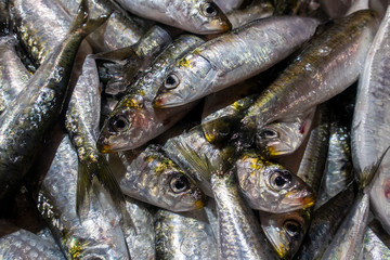 Varieties of fresh fish in market in Tavira, Algarve Portugal