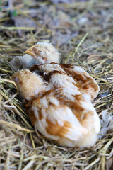 Baby Rhode Island Red in garden at thailand