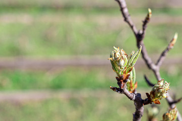 Beautiful floral concept of spring, nature. Branches of a blossoming apricot macro with soft focus...