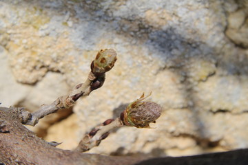 Glycine climbing purple flower plant bud and seeds