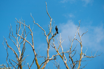 Great Cormorant (phalacrocorax carbo) perched in a tree in the Danube Delta