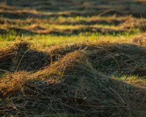Mowed dry grass lies in a meadow in the light of the setting sun.