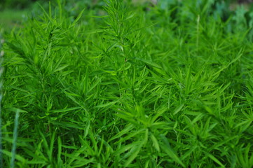 Green branches with narrow leaves close-up