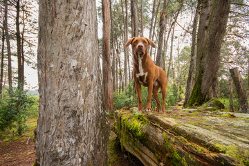 a brown dog in the middle of the forest