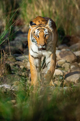 tiger coming head on with green background at dhikala zone of jim corbett national park, uttarakhand, india - panthera tigris
