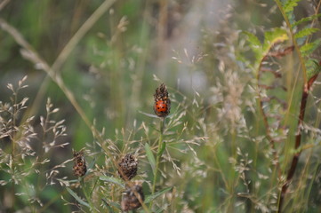 Closeup dry bud with a ladybug and blade of grass around 