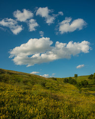 white clouds against a blue sky and a meadow on a hillside covered with forbs.