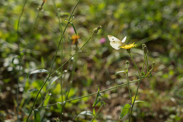 Southern Small White.(pieris mannii) Butterfly in Sigishoura Romania