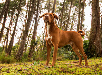 a brown dog in the middle of the forest