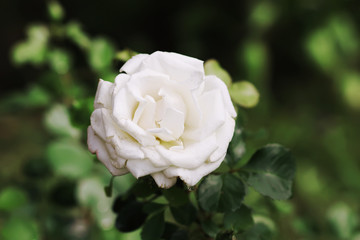 Beautiful white rose flower blooming in summer garden,