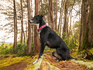 a black dog in the middle of the forest