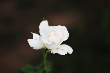 Beautiful white rose flower blooming in summer garden,