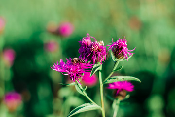 little bee in the summer in the field collects pollen on a pink flower on a blurred green background