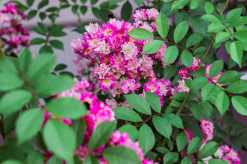 beautiful pink rose blooming on a sunny summer day outdoors