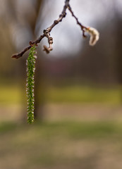 The spring depth of field 