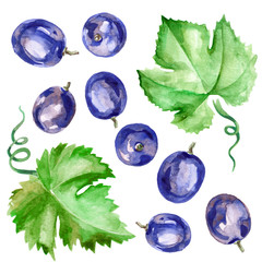 Watercolour illustration of juicy purple grape berries, vine and leaves