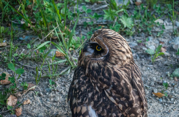 This short-eared owl, which I met in Siberian taiga forest 