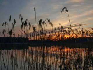 purple dawn sunrise with mirror images in the lake, dry reeds in the foreground