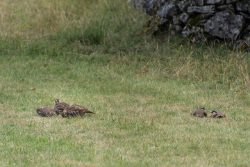 A flock of Partridges in a field at Conistone in the Yorkshire Dales