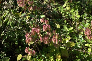 Beautiful flowers in Florida