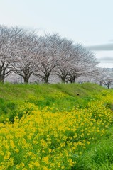 Fototapeta premium 草場川の桜並木