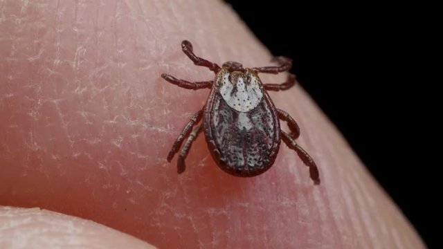 Human keeps the blood-sucking bug in the fingers, macro shot
