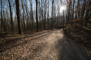 forest with evening sun in europe.
